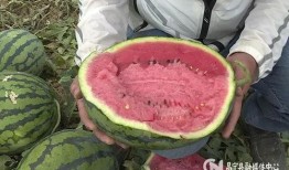 湾湾网红吃瓜视频,揭秘娱乐圈幕后真相