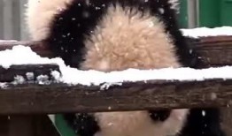 吃瓜小熊视频在线观看免费,揭秘热门视频幕后故事